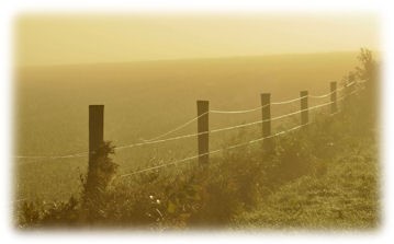 The fence line