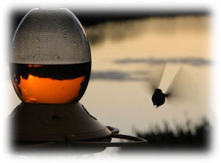 hummngbird at dusk